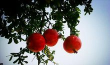 关于玫瑰的比喻句