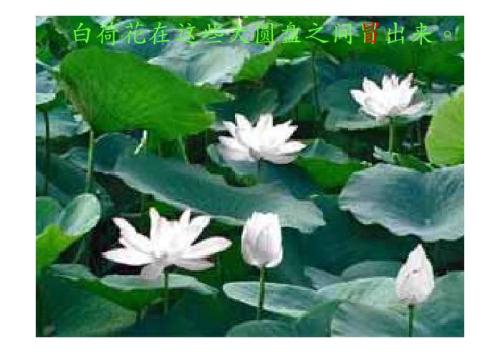 莲花拟人句