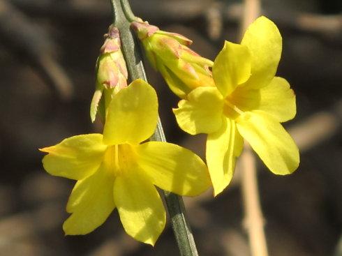 赞美冬季茉莉花的诗句