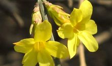 赞美迎春花的诗句