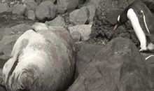 描写企鹅的比喻句