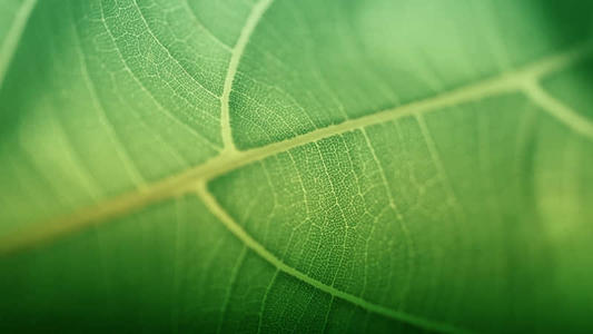 描述绿树的比喻句子