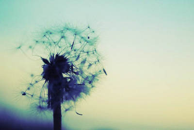 青春就像蒲公英，看似自由却非自愿1