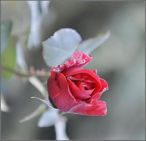 描述中国玫瑰的寓言