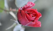 描写月季的比喻句