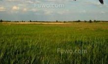 蓝天上的鸿雁歇后语