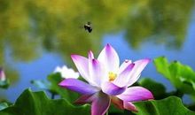 带有禅意的句子