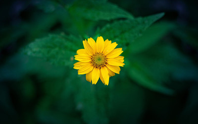 一个人的幸福生活，谈论情绪短语，简单幸福的生活句子