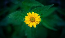 人生活的开心的句子说说心情短语 形容生活简单开心的句子