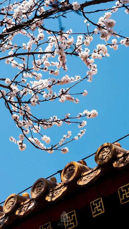 关于杏花的寓言