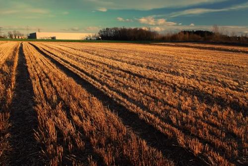 麦田里的守望者