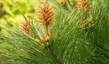 关于松柏的比喻句