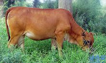 黄牛的尾巴歇后语