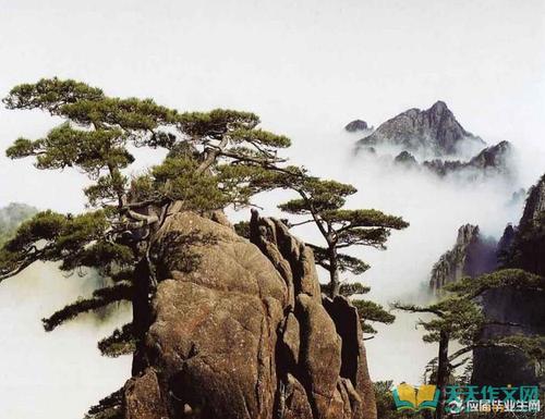 描述松树和柏树的寓言