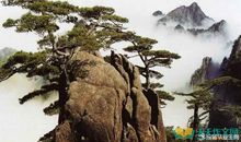 描写松柏的比喻句