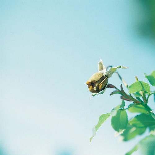 描述鸟类的优美句子