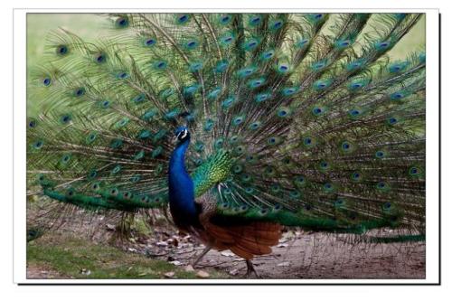 描述孔雀的寓言