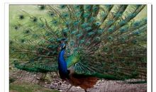 描写孔雀的比喻句