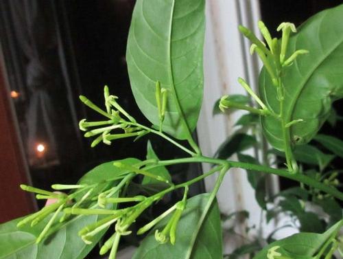 用叶来祥写隐喻