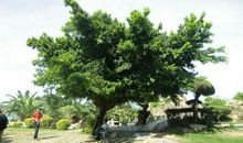 有关榕树的比喻句