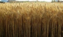 麦子像什么比喻句