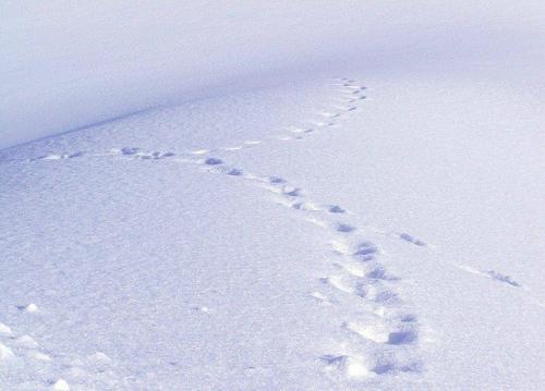 赞美冬天的美丽句子