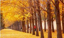 关于秋天景色的诗句