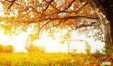 秋天来了的比喻句