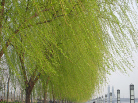 比喻句子像柳树