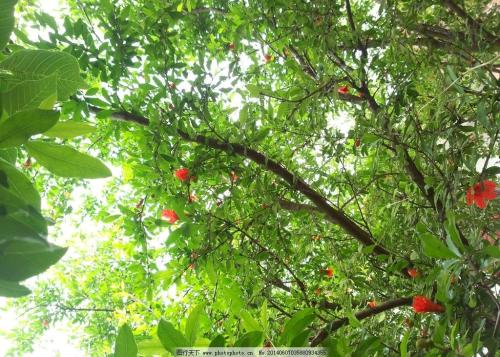 描述树的比喻句