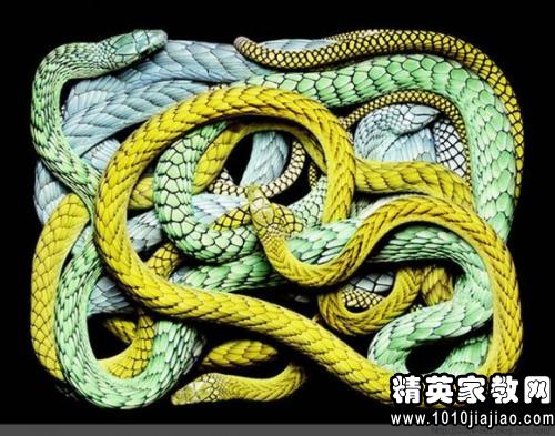 大黄蜂过河谢厚yu