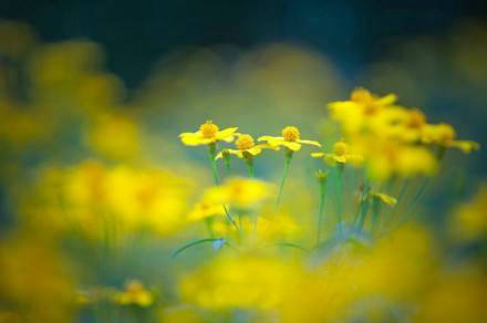 只有静静地吟诵多年并窃窃私语，才能获得内心的平静。