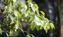 描写樟树的比喻句