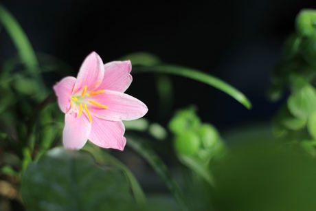 愿一朵花的芬芳舒缓我内心的不安，并祝你好运