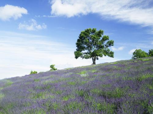 感受大自然的句子