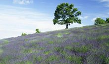 出去感受大自然的句子