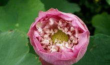 荷花很美丽比喻句