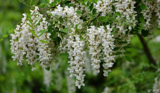 槐花的隐喻句