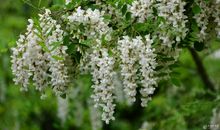 关于槐花的比喻句