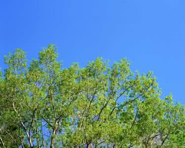 春天优美的句子