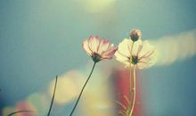 秋天清晨说说心情短语