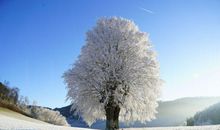 寒冷的冬天句子