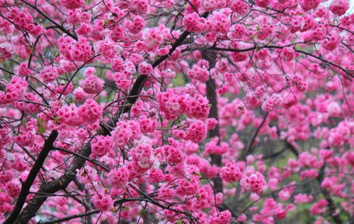 关于樱花的寓言