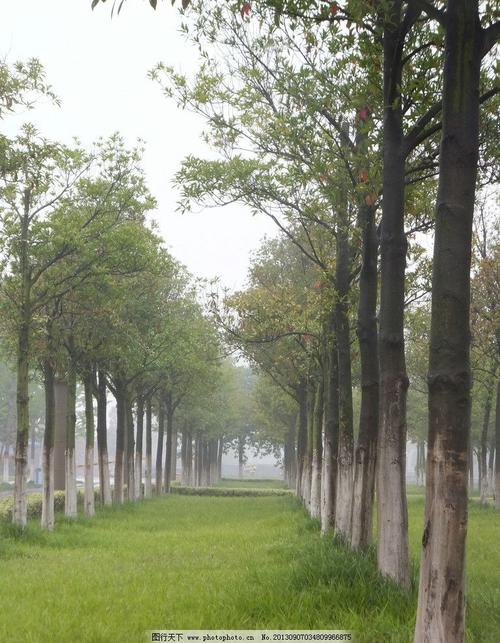 松树是什么样的?