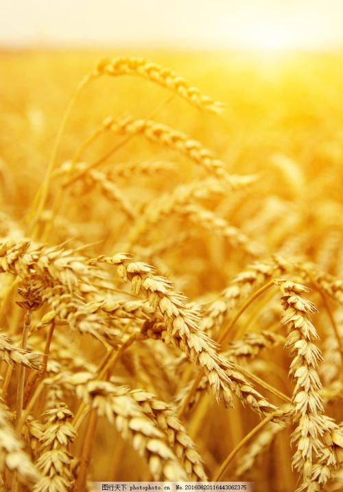 描述稻田的比喻