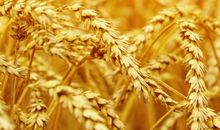 形容稻田的比喻句