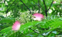 描写春天花的句子