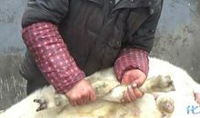 卖肉的杀羊歇后语