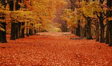 有关描写秋景的诗句