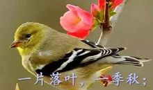 描写鸟叫的优美句子